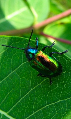 Dogbane Beetle (Chrysochus auratus)